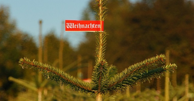 Erzeugerverband: Weihnachtsbäume in diesem Jahr voraussichtlich nicht teurer