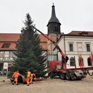 Weihnachtsbaum für den Sternenmarkt ist angekommen