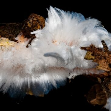 Haareis: Ein ganz spezielles Eiskristall – Zartes und seltenes Naturphänomen im Winterwald
