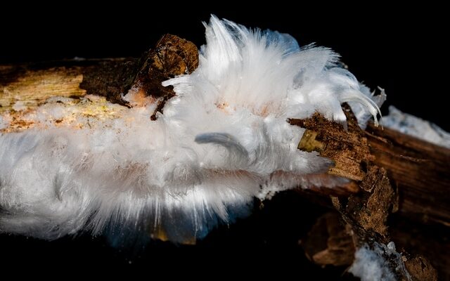 Haareis: Ein ganz spezielles Eiskristall – Zartes und seltenes Naturphänomen im Winterwald