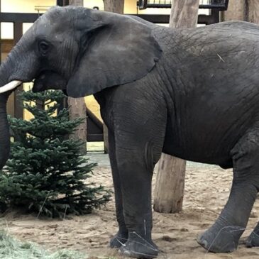 Öffnungszeiten vom Zoo Magdeburg an Weihnachten