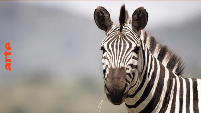 Dokumentarfilm: Serengeti – Die große Wanderung (Arte  22:15 – 23:15 Uhr)