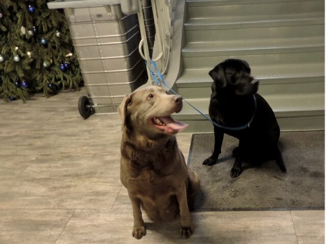 Entlaufene Hunde von Polizei gefunden