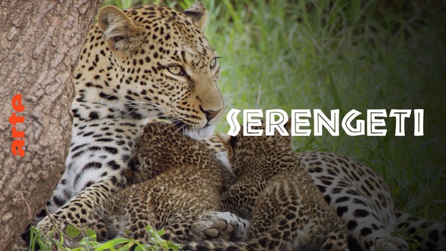 Dokumentarfilm: Serengeti – Kinder der Savanne (Arte  20:15 – 21:15 Uhr)