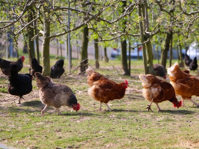 Ausbruch der Geflügelpest in Farsleben amtlich festgestellt