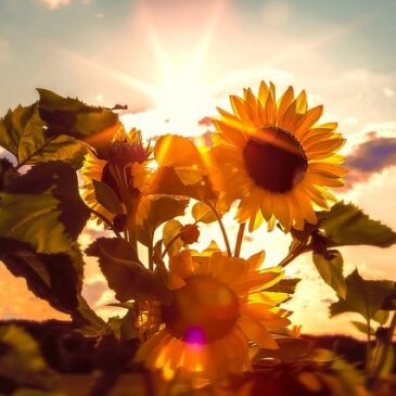 Deutschlandwetter im Jahr 2022; Deutschland erlebt eines der zwei wärmsten Jahre und einen Sonnenscheinrekord