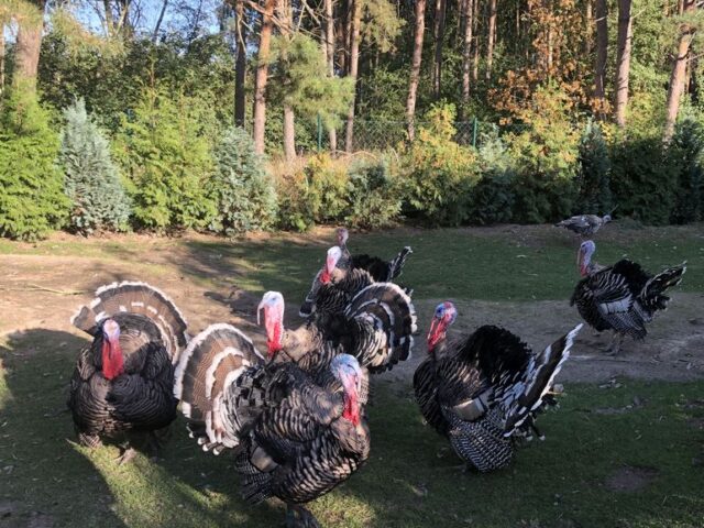 Maßnahmen eingeleitet: Ausbruch der Geflügelpest (Aviäre Influenza) in Wieglitz amtlich bestätigt