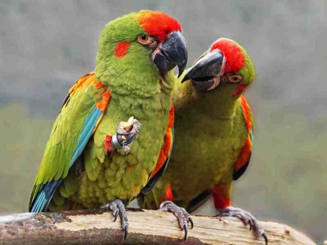 Der Ara ist Zootier des Jahres 2023