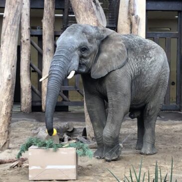 Elefant Uli ist jetzt 12 Jahre alt