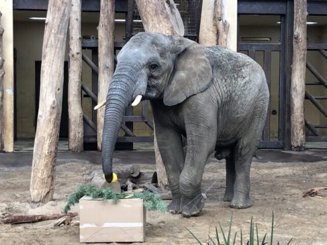 Elefant Uli ist jetzt 12 Jahre alt