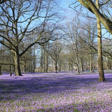 Nordsee/Husum: Mit einem lila Blüten-Wunder den Frühling beginnen
