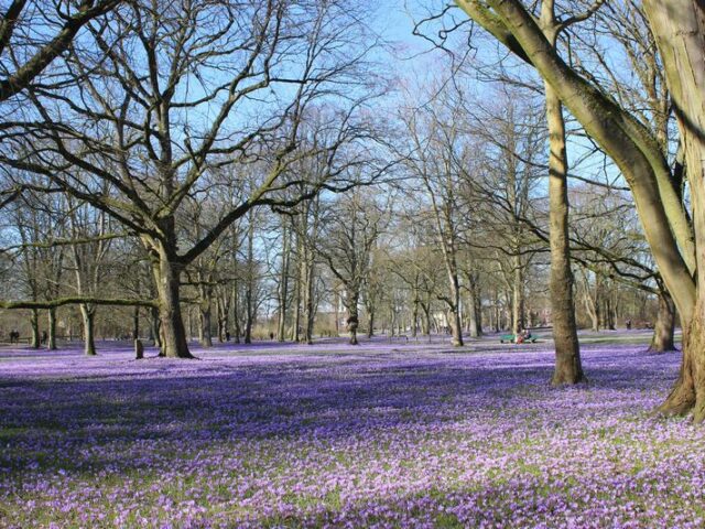 Nordsee/Husum: Mit einem lila Blüten-Wunder den Frühling beginnen