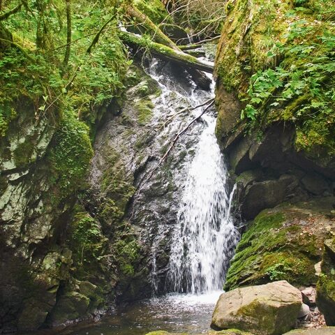 Beim Wandern neue Kraft schöpfen – Bonndorf im Hochschwarzwald mit seiner vielfältigen Tier- und Pflanzenwelt ist Balsam für die Seele