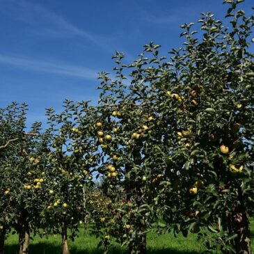 2022 wurden insgesamt 12.275 t Äpfel in Sachsen-Anhalt geerntet