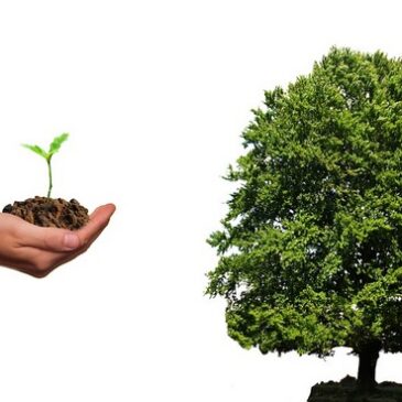 604 Bäume auf Baumhainen und Einzelstandorten gepflanzt / Erste Bilanz von „Otto Bäumt sich auf“