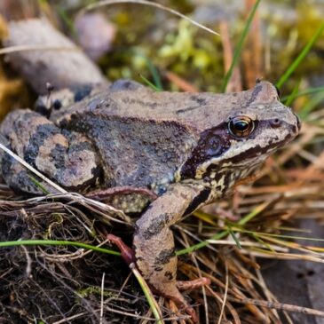 Amphibien leiden unter warmen Wintern – Das Dilemma mit der Klimakrise
