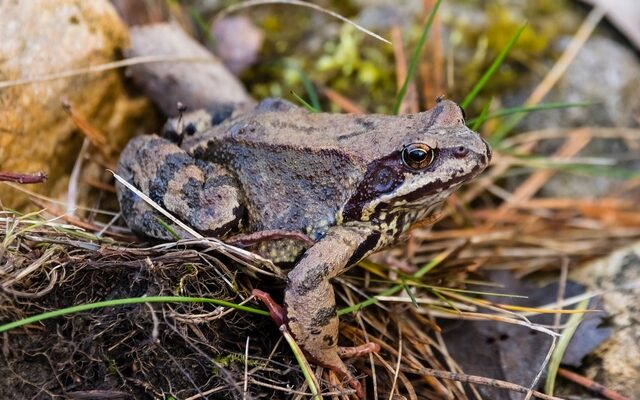 Amphibien leiden unter warmen Wintern – Das Dilemma mit der Klimakrise