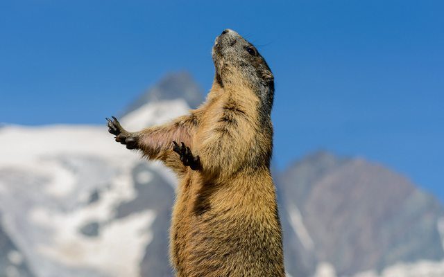 Und jährlich grüßt das Murmeltier / Wettermythen auf dem Prüfstand