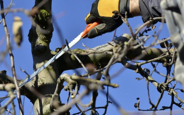 Jetzt ran an Heckenschere und Spaten! – Frühsport für den grünen Daumen