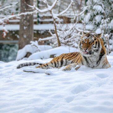 Ausflugstipp: Tiger und Schneeleopard laden heute zum Lagerfeuer ein
