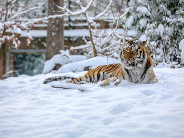 Ausflugstipp: Tiger und Schneeleopard laden heute zum Lagerfeuer ein