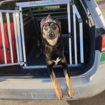 Zollhund Dasty wieder erfolgreich; Zoll stellt Rauschgiftschmugglerin im Zug