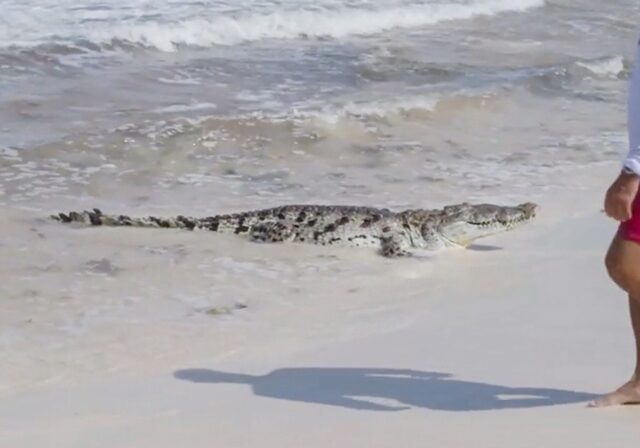 ProSieben: Krokodilalarm! Mario Basler und Sven Hannawald erleben Schreckmoment am Badestrand in Mexiko bei „Mission: Job Unknown“
