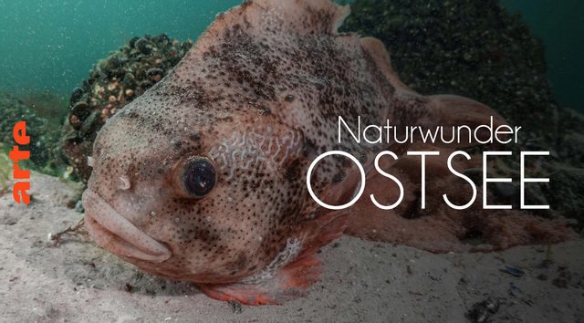 Naturdoku: Unsere Meere – Naturwunder Ostsee ( Arte  20:15 – 21:00 Uhr)