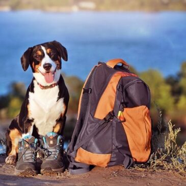 Vier Pfoten und zwei Beine auf Reisen / Ein Wanderurlaub mit Hund will gut geplant sein