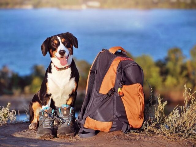 Vier Pfoten und zwei Beine auf Reisen / Ein Wanderurlaub mit Hund will gut geplant sein