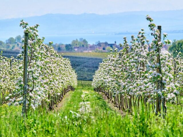 Auf Blütenwegen ins Frühjahr: Am Bodensee starten aktive Genießer schwungvoll in die warme Jahreszeit