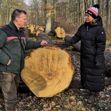 Meistgebotstermin in Bischofswald – es wurden auch 30 Festmeter Eichenstammholz des Landkreises Börde versteigert