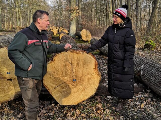 Meistgebotstermin in Bischofswald – es wurden auch 30 Festmeter Eichenstammholz des Landkreises Börde versteigert