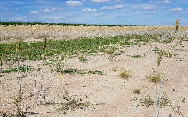 Klima-Update: Studie – Extreme Dürre künftig 20-mal häufiger – Hitze und Starkregen nehmen ebenfalls zu