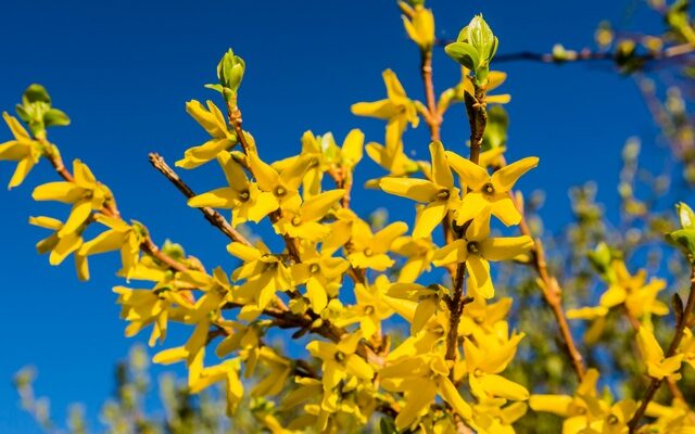 Der Lenz ist da! – Am 20. März beginnt der kalendarische Frühling