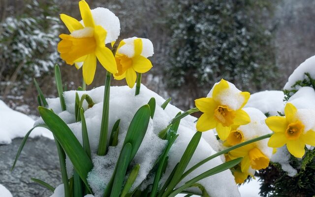 Rückfall in den Spätwinter – Temperatursturz und Flocken zum Wochenstart