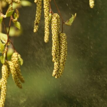 Schlimmste Zeit für Allergiker – Die Birken blühen