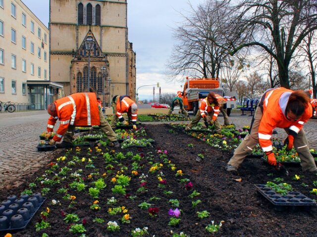Magdeburg blüht auf: Start für Frühjahrsbepflanzung