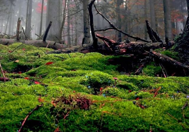 Dokumentarfilm: Unsere Wälder – Die Sprache der Bäume (Arte  20:15 – 21:40 Uhr)