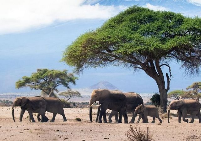 Tierdoku: Wilde Dynastien – Elefanten (Arte  20:15 – 21:00 Uhr)