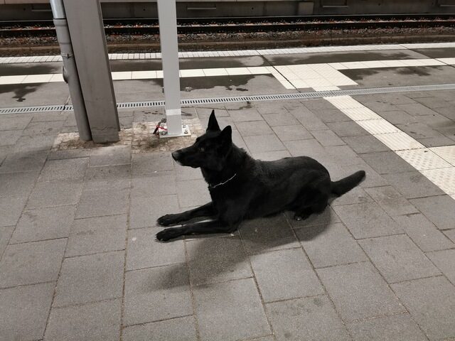 Rucksack löst Polizeieinsatz aus – Diensthund Yukon gibt Entwarnung