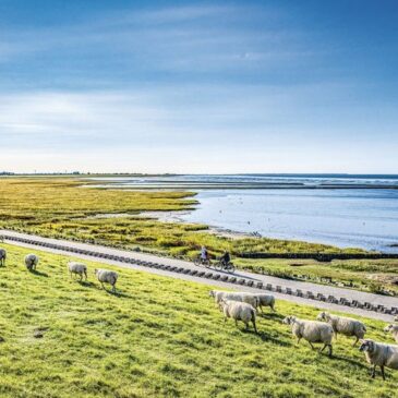 Wo Schafe zu Freunden werden / Dornum: Nachhaltig entschleunigen am Nationalpark Wattenmeer