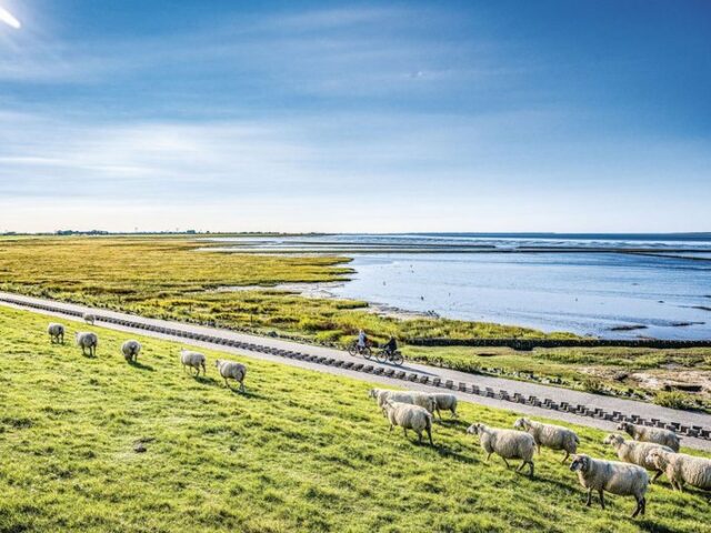 Wo Schafe zu Freunden werden / Dornum: Nachhaltig entschleunigen am Nationalpark Wattenmeer