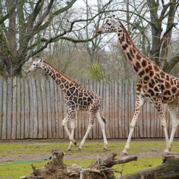 Zoo Magdeburg lädt zum Giraffentag am 11. März ein