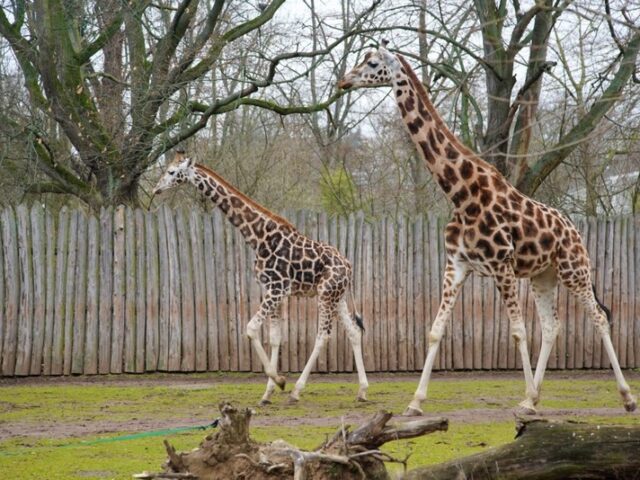 Zoo Magdeburg lädt zum Giraffentag am 11. März ein
