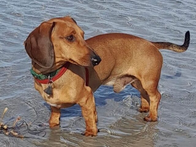 Prävention Afrikanische Schweinepest – im Fall der Fälle kann „Loki“ Kadaver von Wildschweinen aufspüren