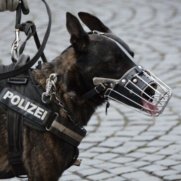 Internationaler Tag der Hundewelpen: Wie wird aus einem Welpen ein Diensthund der Polizei?
