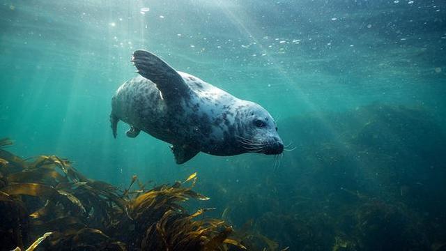 Naturdoku: Unsere Meere – Naturwunder Nordsee (Das Erste  20:15 – 21:00 Uhr)