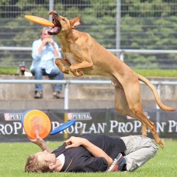 Ausflugstipp: Magdeburg sucht den Superhund auf der „TIERWELT“