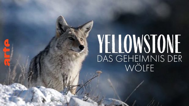 Dokumentarfilm: Yellowstone – Das Geheimnis der Wölfe (Arte  20:15 – 21:45 Uhr)